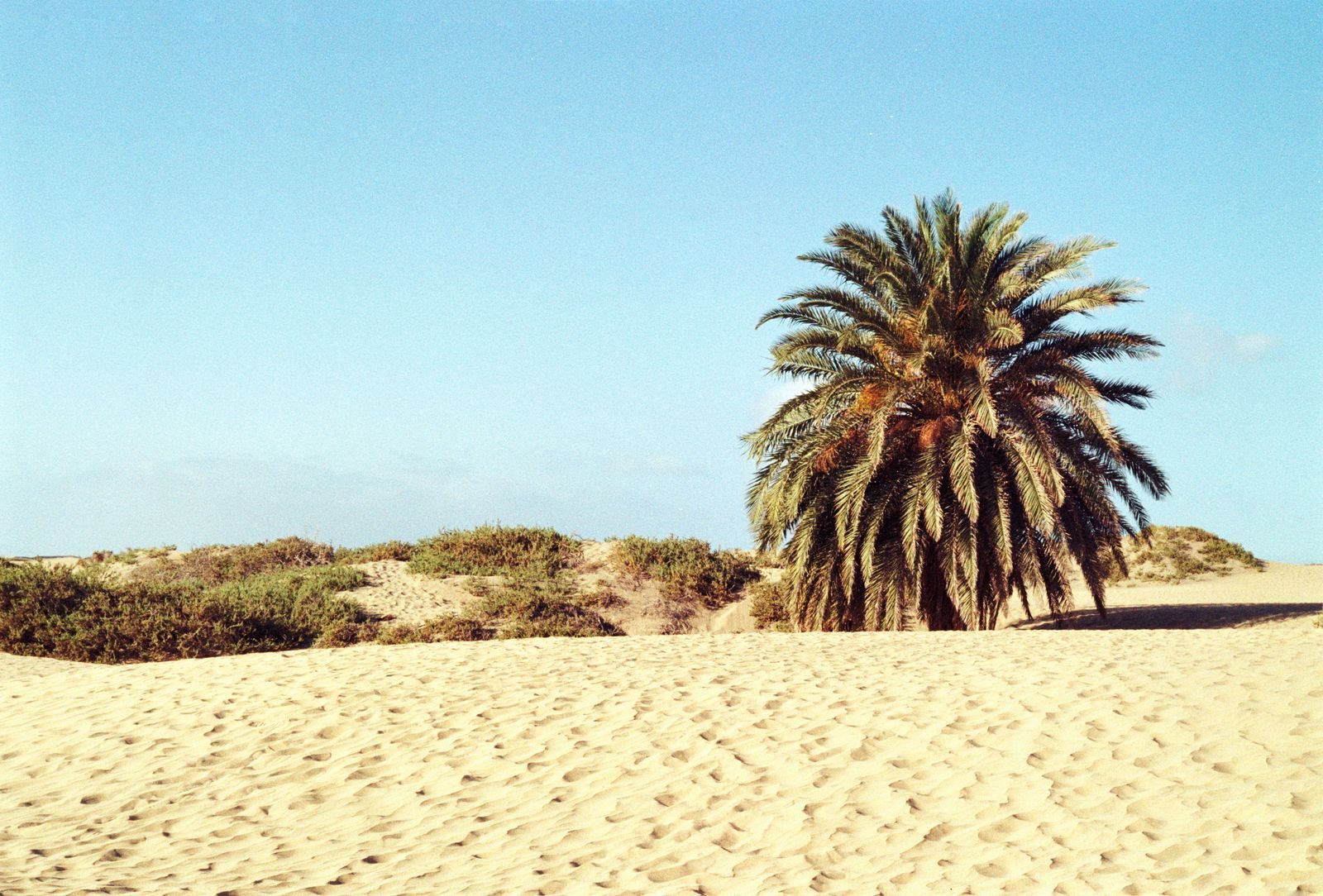 A lone palm tree in the Maspalomas dunes of Gran Canaria